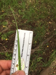 Carex tetrastachya