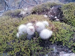 Mammillaria dixanthocentron
