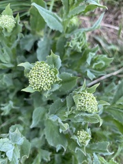 Lepidium draba