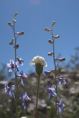 Delphinium parishii parishii
