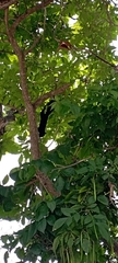 Sciurus aureogaster