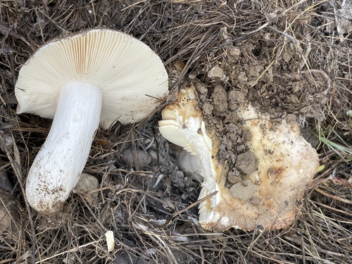 iNaturalist observation photo of brittlegills