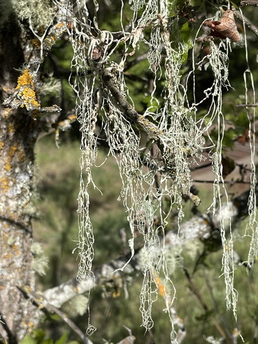 iNaturalist observation photo of lace lichen