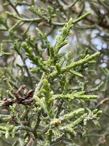 iNaturalist observation photo of cypresses
