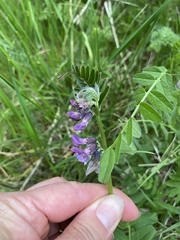 Vicia sepium