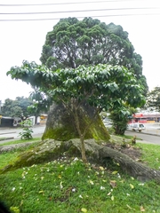 Tabernaemontana litoralis