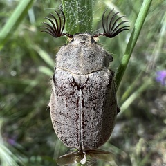 Melolontha papposa