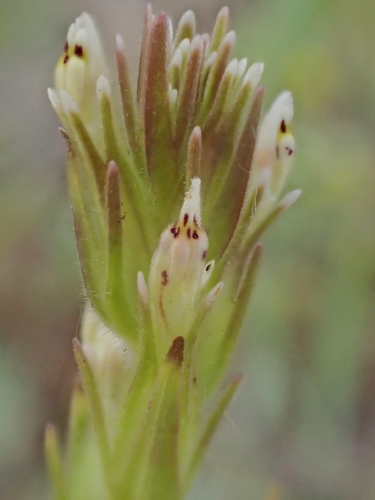 iNaturalist observation photo of valley tassels