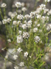 Stoebe microphylla