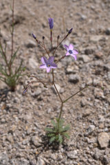 Gilia cana