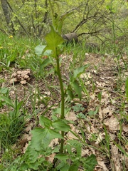 Lapsana communis intermedia