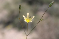 Spergularia macrotheca leucantha