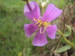 Chaetogastra gracilis