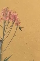 Cynanthus latirostris