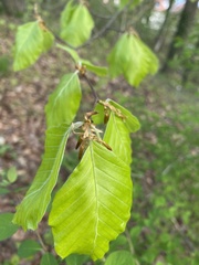 Fagus sylvatica
