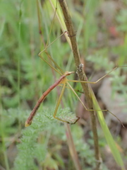 Apterobittacus apterus