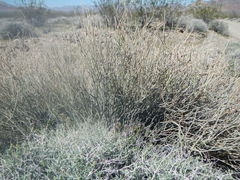 Asclepias subulata
