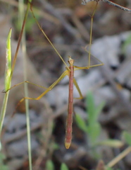 Apterobittacus apterus