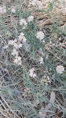 Funastrum hirtellum