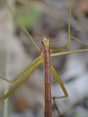 Apterobittacus apterus