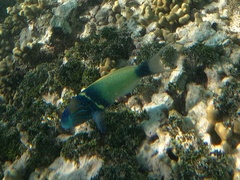 Thalassoma