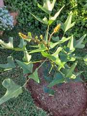 Erythrina humeana