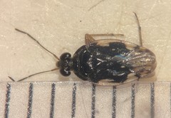Saldula confluenta