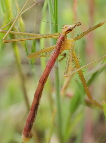 iNaturalist observation photo of Wingless Hangingfly
