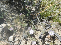 Phacelia vallis-mortae