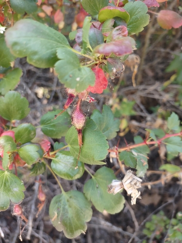 iNaturalist observation photo of Fuchsiaflower Gooseberry
