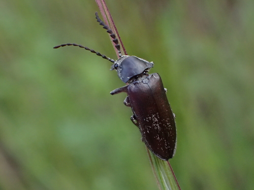 iNaturalist observation photo of Davidson's Beetle