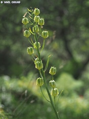 Fritillaria persica
