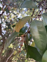 Sideroxylon cartilagineum