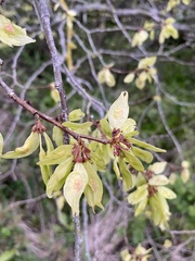 Ulmus glabra