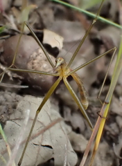 Apterobittacus apterus