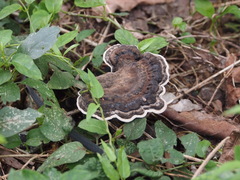 Sanguinoderma rugosum
