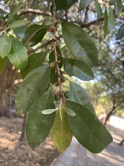 Sideroxylon cartilagineum