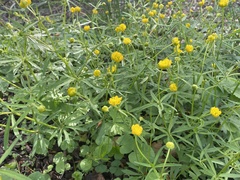 Ranunculus auricomus