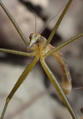 iNaturalist observation photo of Wingless Hangingfly