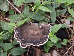 Sanguinoderma rugosum