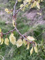 Ulmus glabra