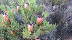 Protea burchellii × laurifolia