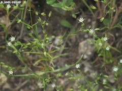 Sabulina tenuifolia