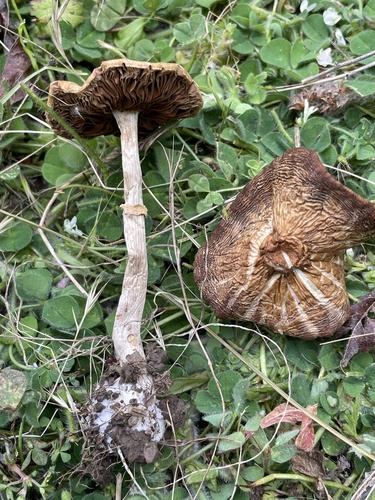 iNaturalist observation photo of Spring Fieldcap