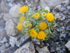 Eriophyllum pringlei