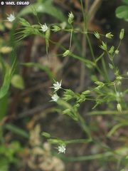 Sabulina tenuifolia