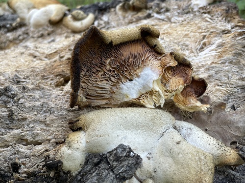 iNaturalist observation photo of Stinking Orange Oyster