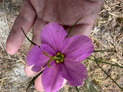 Sabatia grandiflora