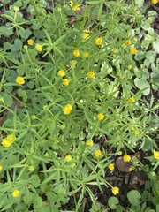 Ranunculus auricomus