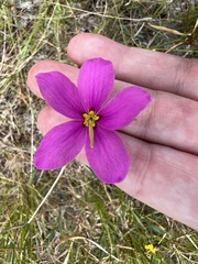 Sabatia grandiflora